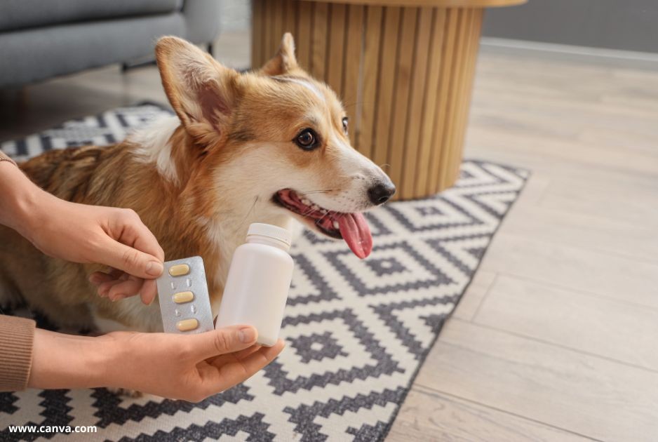 ako sa zbaviť parazitov u psa